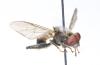 Chalcosyrphus nemorum